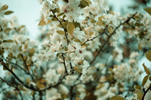 Blossoming Fruit Tree