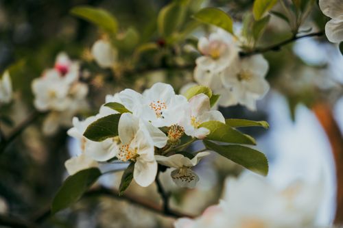 Free Beautiful close-up of cherry blossoms with green leaves, showcasing nature's spring elegance. Stock Photo
