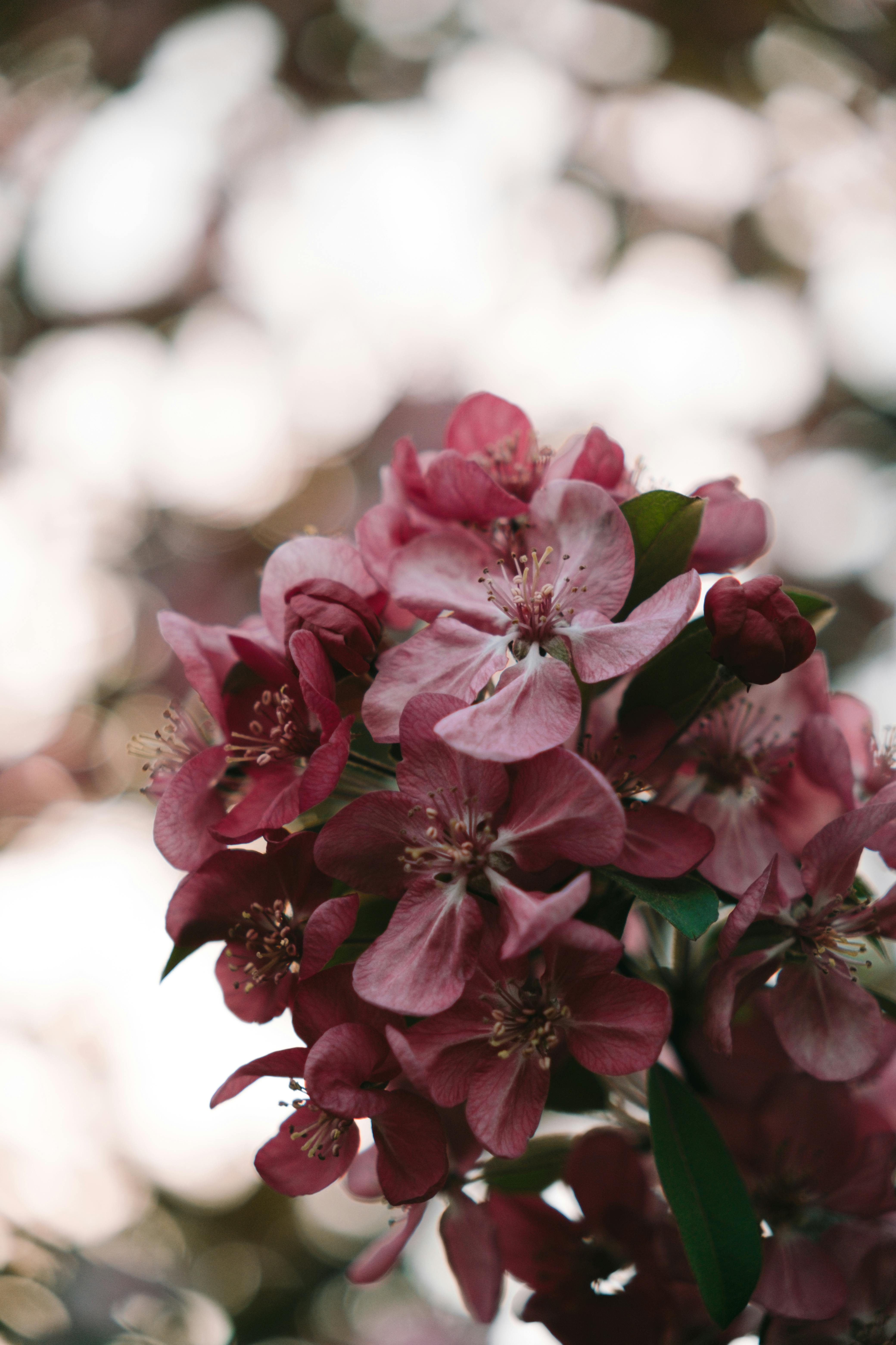 70 Hình ảnh hoa anh đào đẹp nhất Nhật Bản cho điện thoại PC