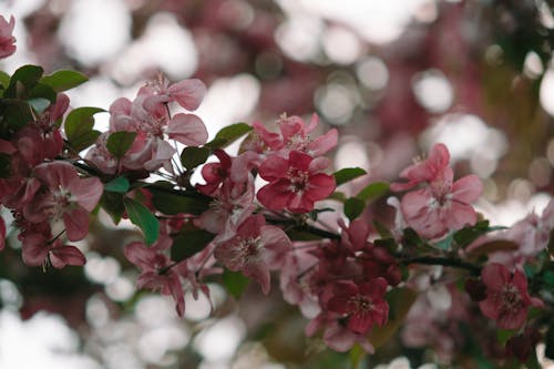 Pink Cherry Flowers Growing in Branch