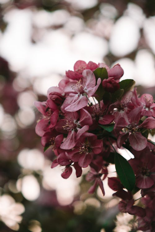 Gratis arkivbilde med blomsterblad, gren, nærbilde