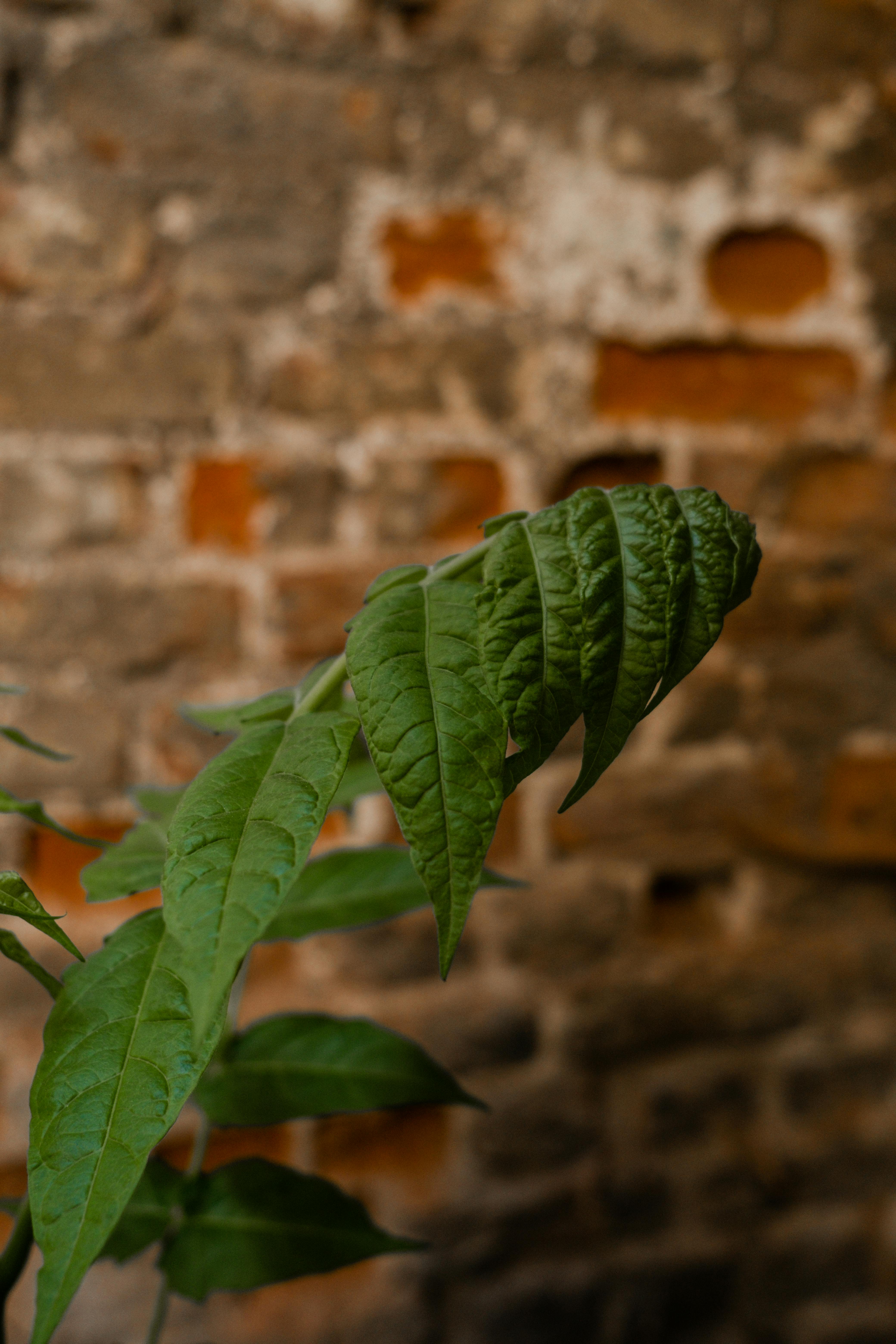 Sesame Plant Photos, Download The BEST Free Sesame Plant Stock Photos