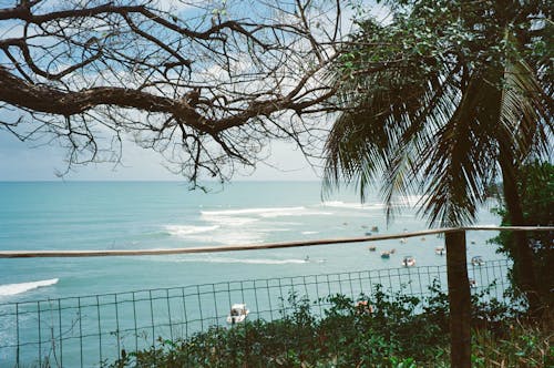 Trees over Railing on Sea Coast with Motorboats behind