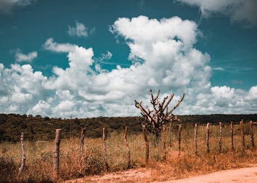 View of a Rural Field behind a Fence 