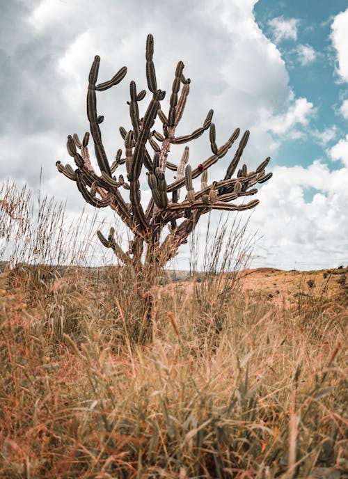A Large Cactus on a Dry Grass Field 
