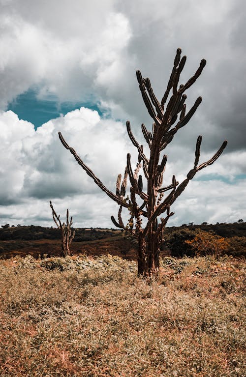 A Large Cactus on a Dry Grass Field 