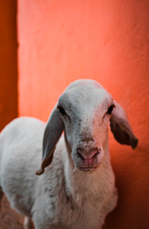 Close-up of a Sheep 