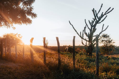 Ilmainen kuvapankkikuva tunnisteilla aita, auringonlasku, auringonpaiste