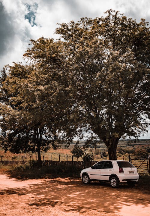 A Car Parked under a Large Tree 