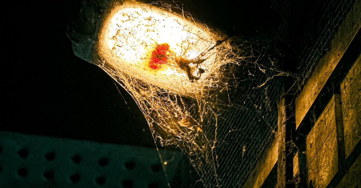 Illuminated Lamp in Cobweb · Free Stock Photo