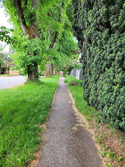 Sidewalk with trees