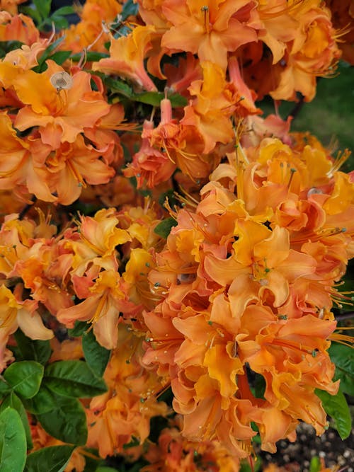 Orange flowers