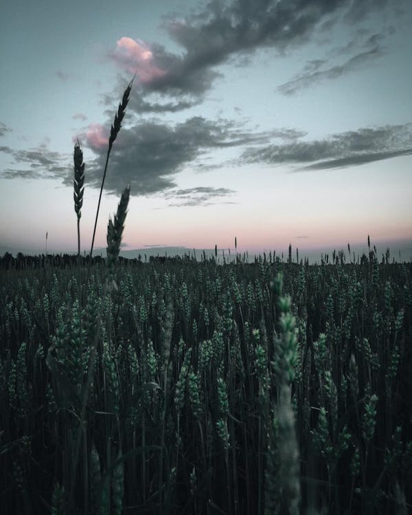 Поле пшеницы под пасмурным небом