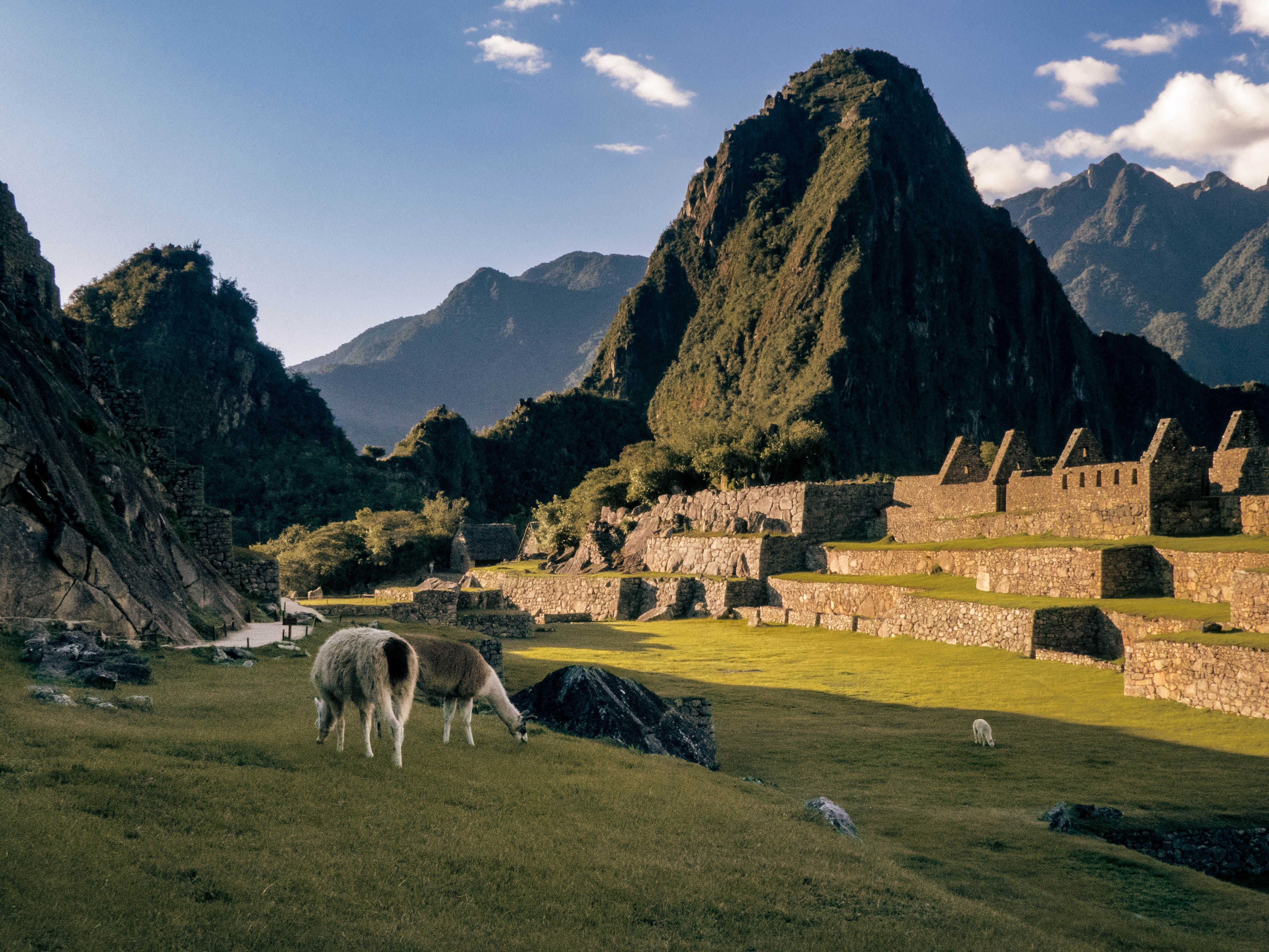 machu picchu peru inca citadel llama mountains morning mist sunrise