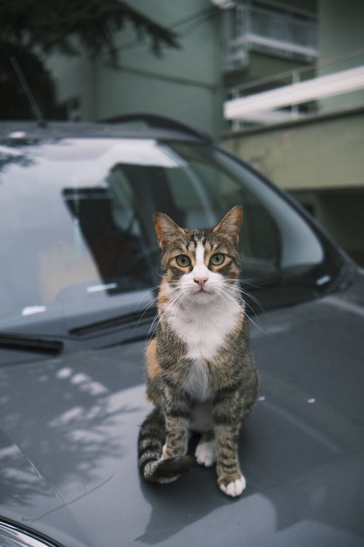 A Cat Sitting On A Car 