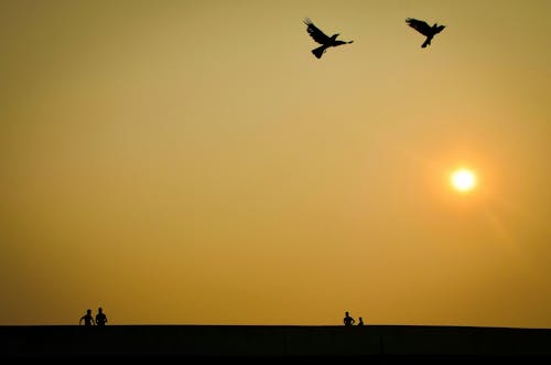 Free stock photo of golden sun, people, sunset