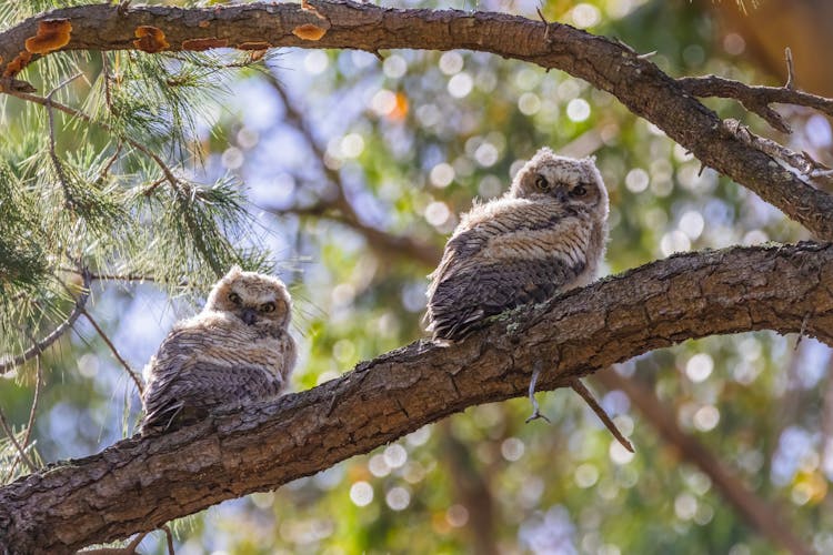 Owls On Tree