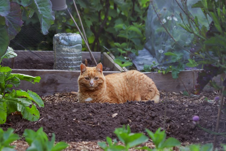 Cat Lying Down On Soil