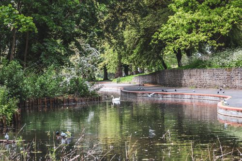 Free Tranquil scene of a lakeside path with lush greenery and a swan in a Bristol park. Stock Photo