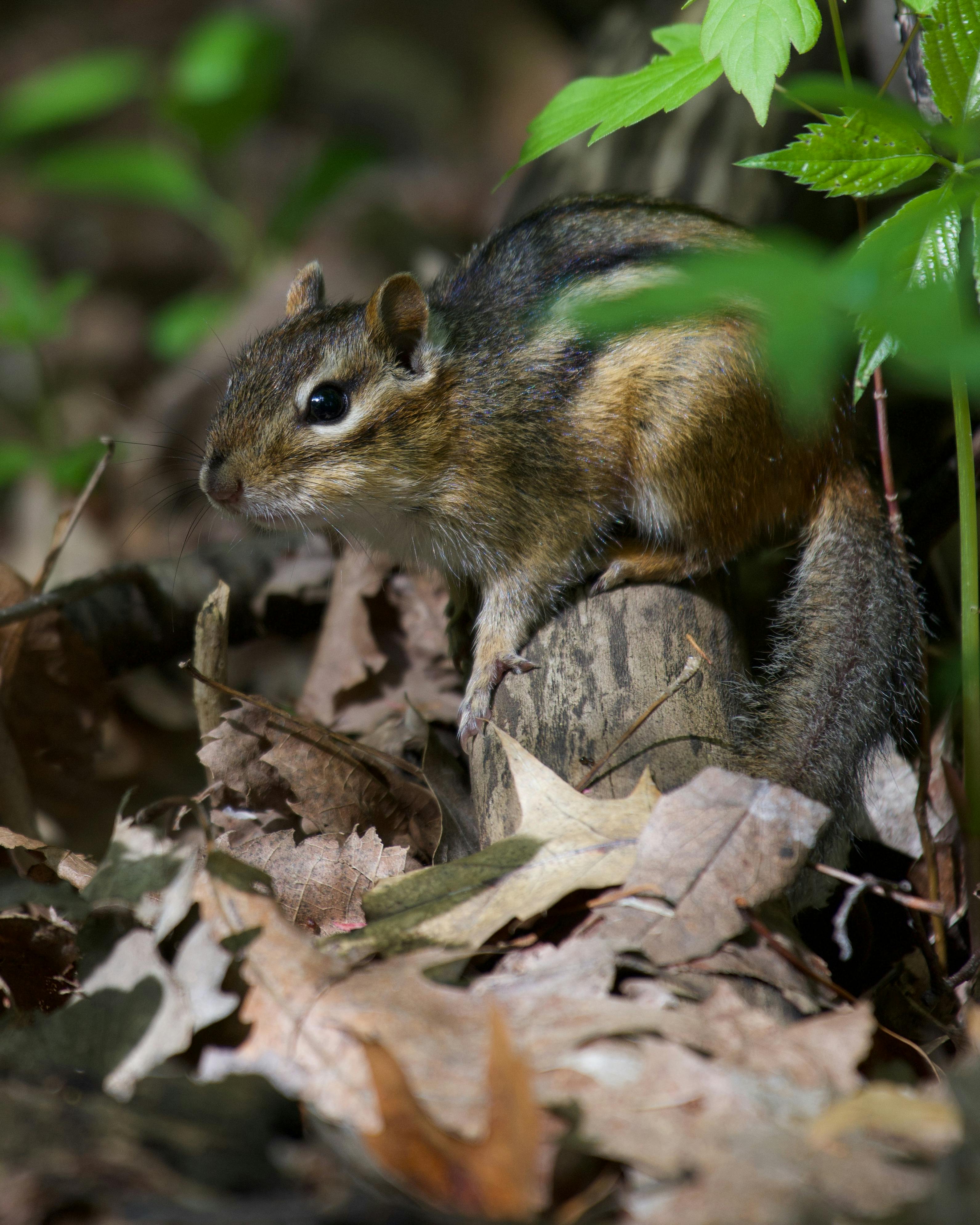 Trojan Squirrel Terraria Photos, Download The BEST Free Trojan Squirrel