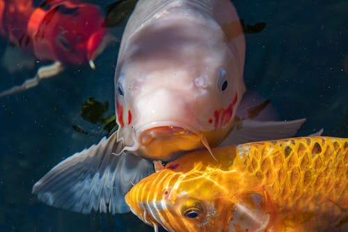 Kostnadsfri bild av djurfotografi, fisk, huvuden