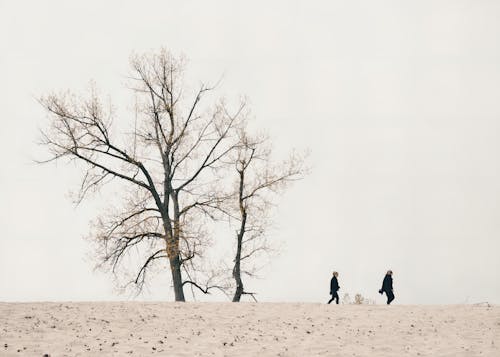 People Walking by Bare Trees on Sand