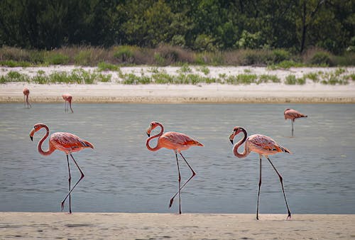 Ilmainen kuvapankkikuva tunnisteilla flamingo, karibian laggonia, laguna