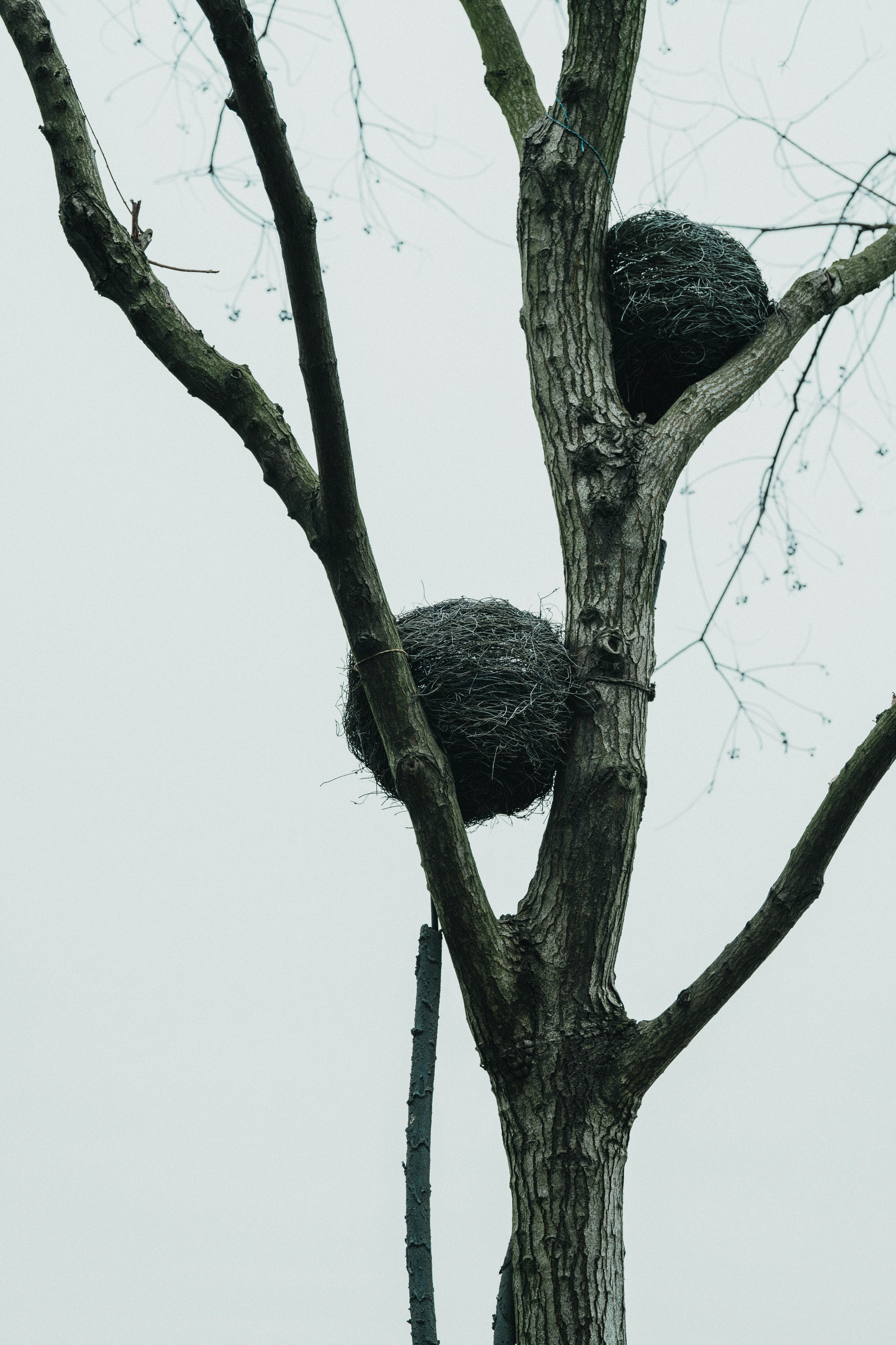 A vertical tree with two large bird nests in a bare winter setting.