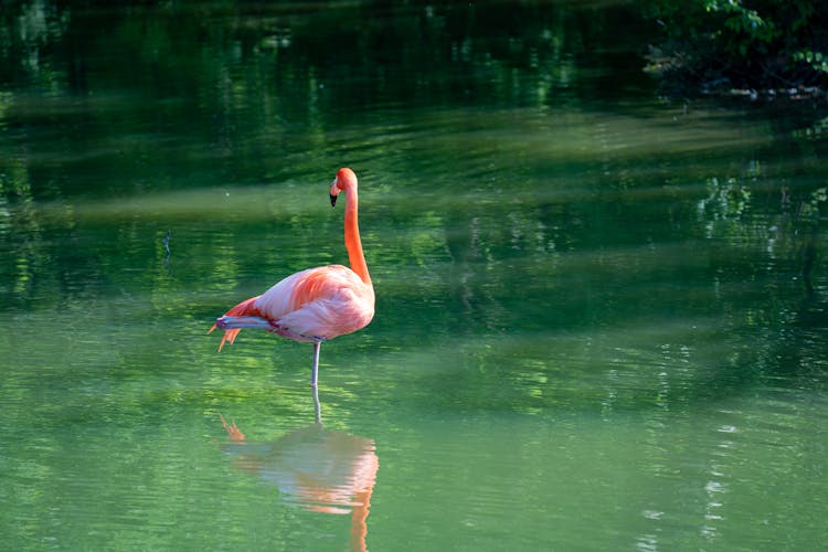 Flamingo In Water