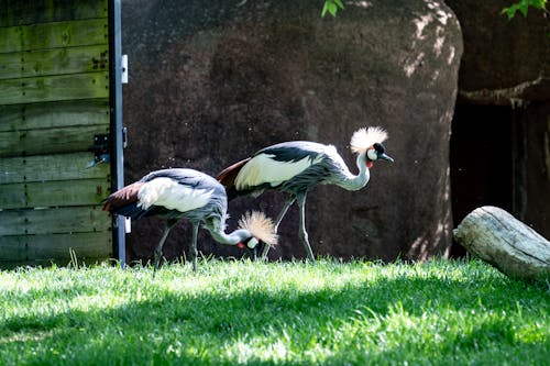 Close-up of Cranes in a ZOO 