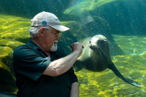 Man Looking at a Sea Lion in an Aquarium