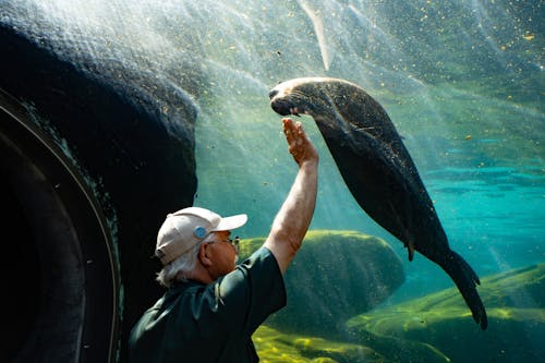 Man Touching Seal in an Aquarium 