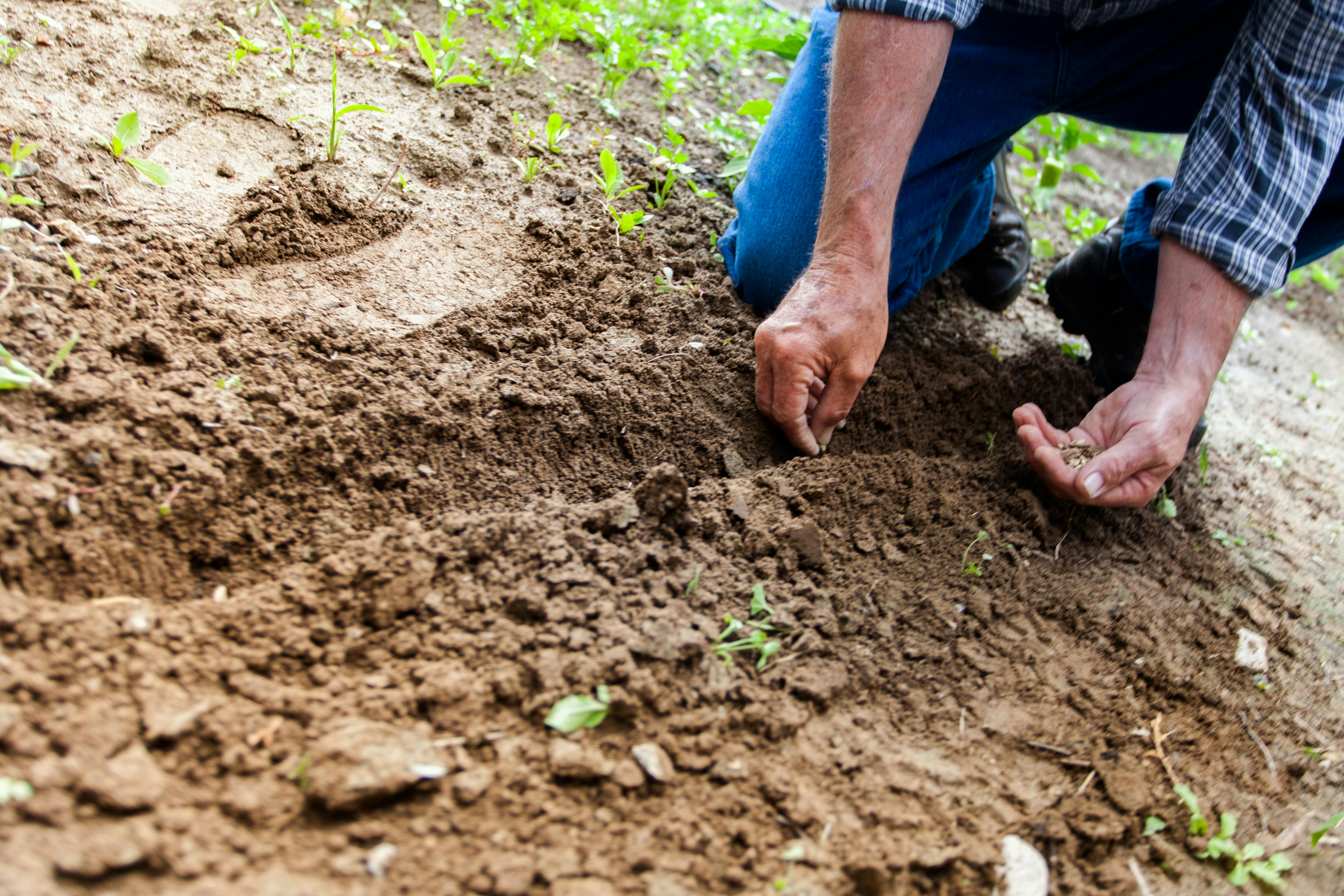 Growing Cherry Trees From Seeds | Garden Season Guide