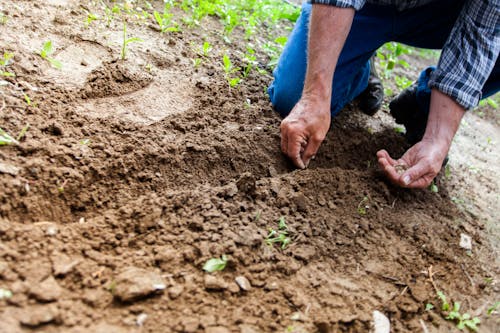 Man planting seeds in a row