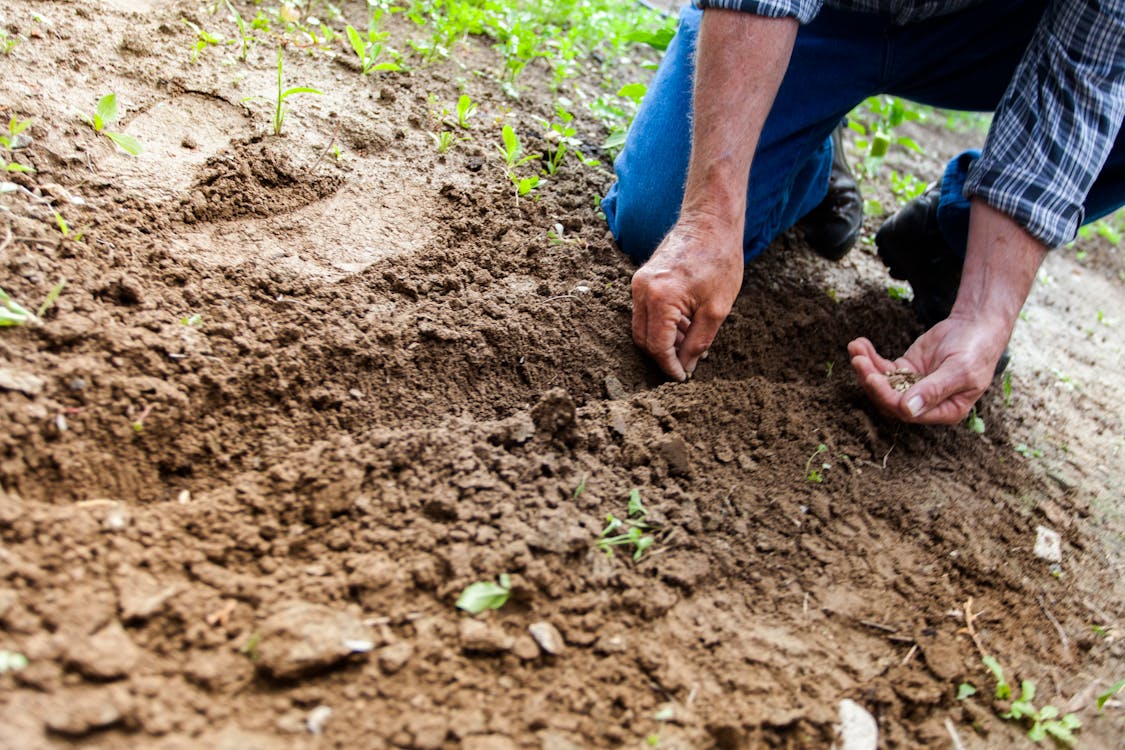 Man Plant Plant