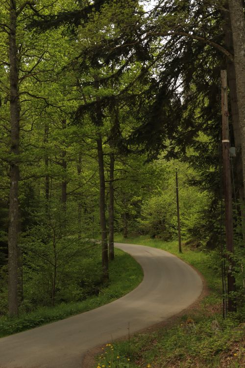 Free A tranquil winding road through a lush green forest in Jönköping, Sweden. Stock Photo