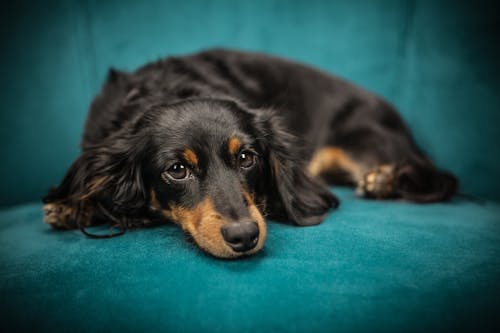 無料 黒と黄褐色のロングコート犬 写真素材
