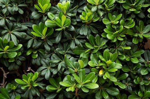 Green Foliage in Garden