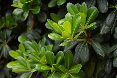 Leaves of Japanese Cheesewood