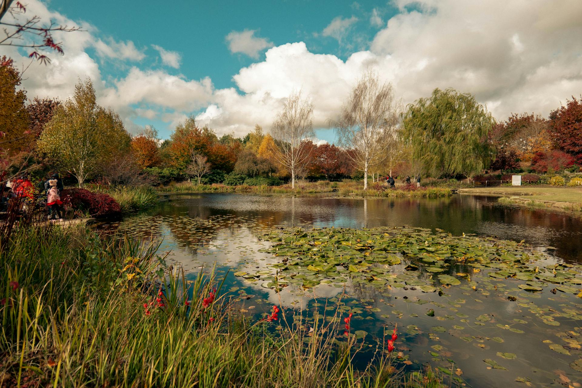 Serene autumn landscape with trees, pond, and lush colors in Mayfield Park.