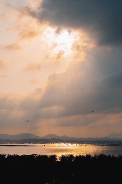 Photos gratuites de animaux, ciel, coucher de soleil