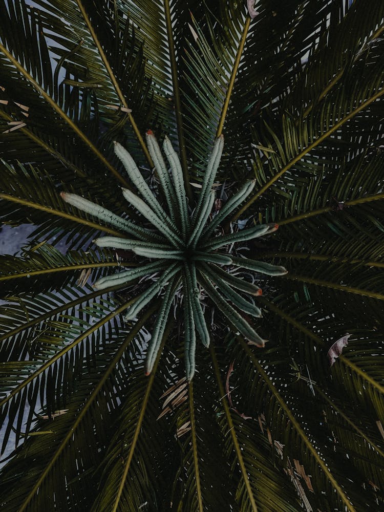 Green Palm Tree Leaves