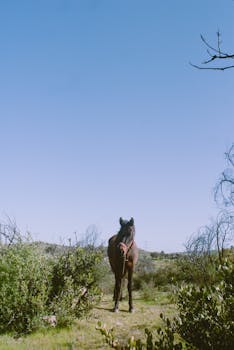 A lone horse in the natural landscapes of El Salto, Mexico under a clear blue sky.