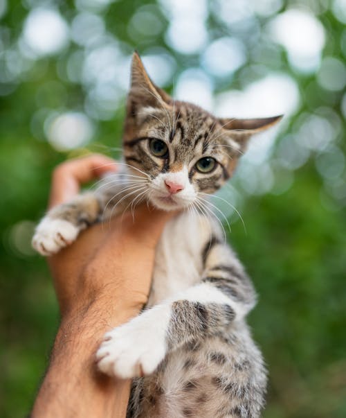 Hand Holding Kitten