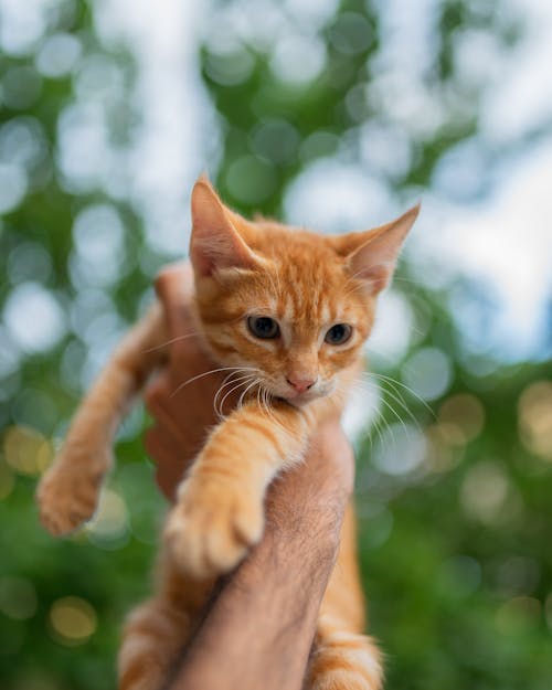 Kitten in Hand