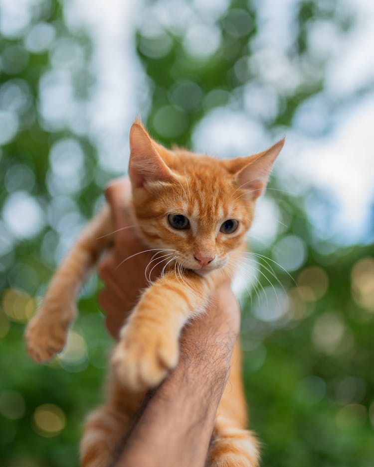 Kitten In Hand