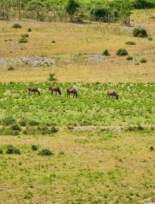 Horses on Pasture in Albania