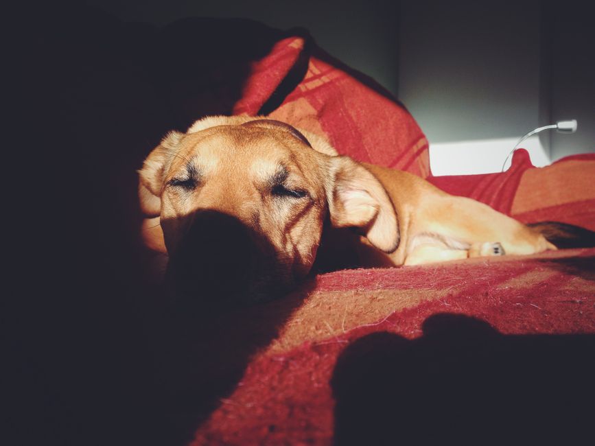 Dog relaxing in a sunlit luxury living room - pet friendly rentals Dog relaxing in a sunlit luxury living room - pet friendly rentals
