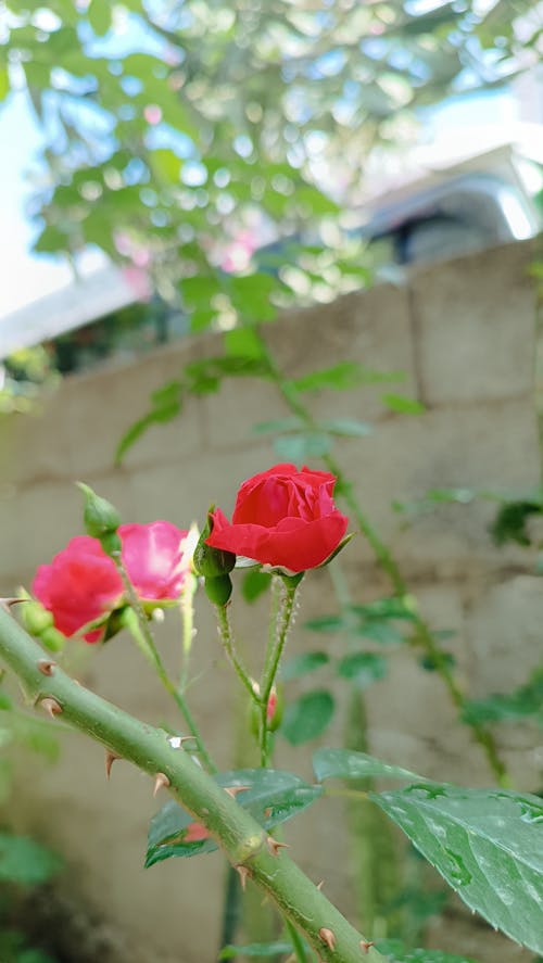 Základová fotografie zdarma na téma růže