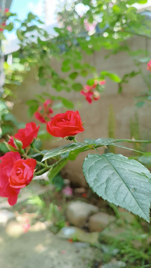 Free stock photo of antalya, rose